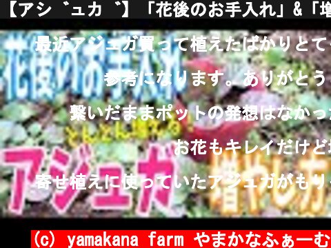 【アジュガ】「花後のお手入れ」&「増やし方」簡単でどんどん増える！！  (c) yamakana farm やまかなふぁーむ