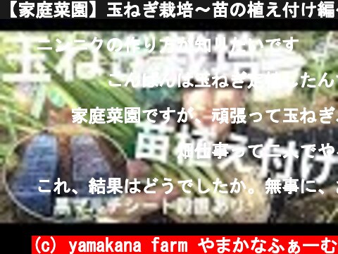 【家庭菜園】玉ねぎ栽培〜苗の植え付け編〜黒マルチシート設置あり♫  (c) yamakana farm やまかなふぁーむ