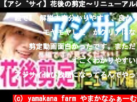【アジサイ】花後の剪定〜リニューアル編〜色々と勉強して剪定方法を更新しましたので、こちらの動画を最新版としてご覧ください〜  (c) yamakana farm やまかなふぁーむ