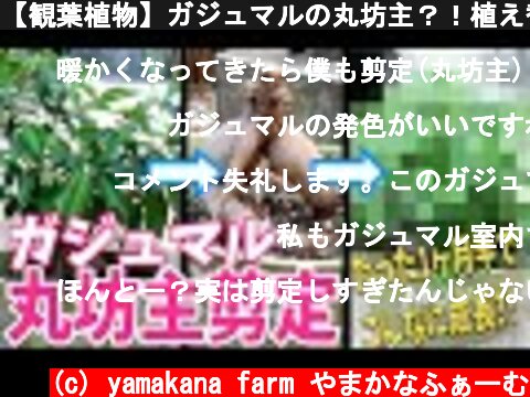 【観葉植物】ガジュマルの丸坊主？！植え替え後の経過報告あり！驚きの結果に！！  (c) yamakana farm やまかなふぁーむ
