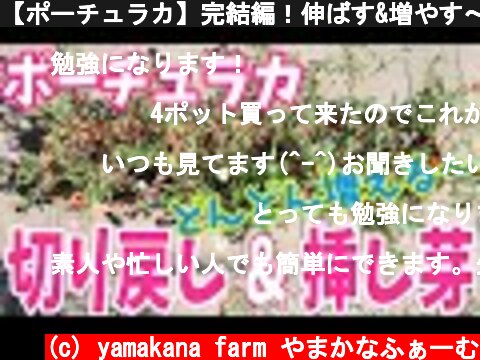 【ポーチュラカ】完結編！伸ばす&増やす〜挿し芽と切り戻し〜  (c) yamakana farm やまかなふぁーむ