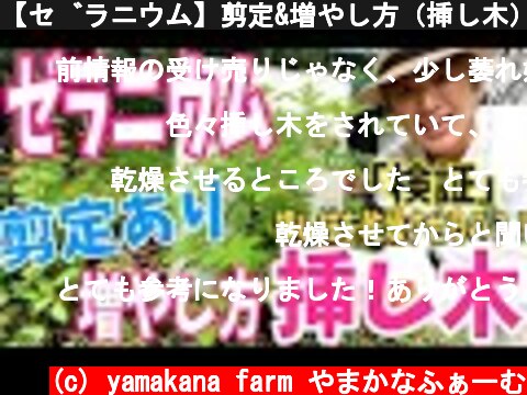 【ゼラニウム】剪定&増やし方（挿し木）〜挿し木は、一度乾燥させる？検証します〜ポット上げ（鉢上げ）まで行いました♫  (c) yamakana farm やまかなふぁーむ