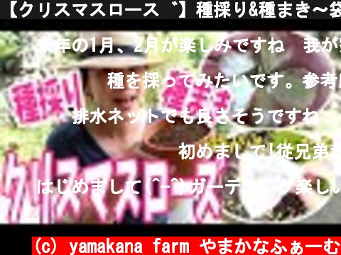 【クリスマスローズ】種採り&種まき〜袋がけして、「採りまき」したよ♫〜  (c) yamakana farm やまかなふぁーむ