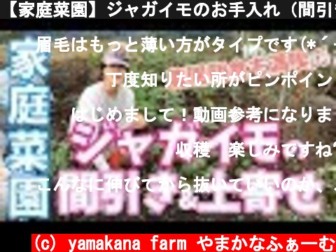 【家庭菜園】ジャガイモのお手入れ（間引き＆土寄せ）農園朝食もしたよ  (c) yamakana farm やまかなふぁーむ