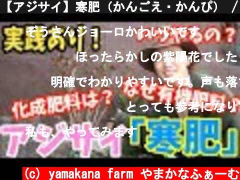 【アジサイ】寒肥（かんごえ・かんぴ） / 徹底解説 / カシワバアジサイ樹形作りの重要作業・強剪定【ガーデニング】  (c) yamakana farm やまかなふぁーむ
