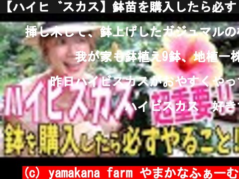 【ハイビスカス】鉢苗を購入したら必ずやること！成長や花付きが全然違います。【植え替え】Repotting Hibiscus  (c) yamakana farm やまかなふぁーむ