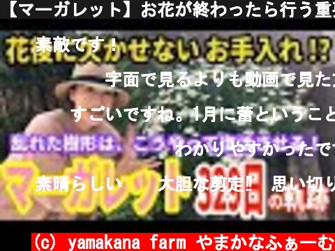 【マーガレット】お花が終わったら行う重要作業 / 剪定から満開までの約1年の成長記録 / 剪定後の花シーズンが見違えました！【ガーデニング】  (c) yamakana farm やまかなふぁーむ