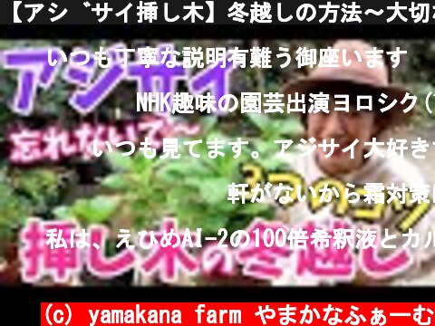【アジサイ挿し木】冬越しの方法〜大切な3つのコトをまとめました〜  (c) yamakana farm やまかなふぁーむ