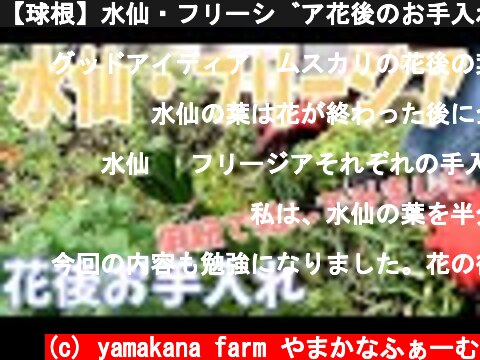 【球根】水仙・フリージア花後のお手入れ〜麻紐で結びました〜  (c) yamakana farm やまかなふぁーむ