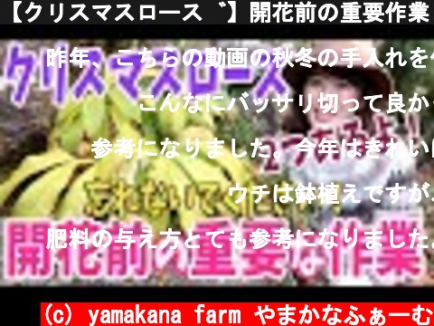 【クリスマスローズ】開花前の重要作業 /  秋・冬にやれば綺麗な花が待っています / たった2つのこと【ガーデニング】  (c) yamakana farm やまかなふぁーむ
