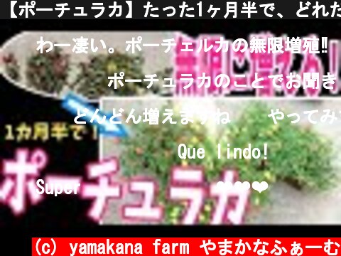 【ポーチュラカ】たった1ヶ月半で、どれだけ増える？！挿し芽で無限増殖！！  (c) yamakana farm やまかなふぁーむ