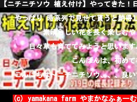 【ニチニチソウ 植え付け】やってきた！日々草シーズン / 花を爆増させるコツ / 植え付けから約4ヶ月後の様子まで全てご覧いただけます【ガーデニング】  (c) yamakana farm やまかなふぁーむ