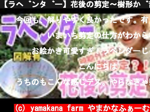 【ラベンダー】花後の剪定〜樹形が乱れたので時期外れの強剪定を行いました〜ラベンダーの花後剪定の図解あり  (c) yamakana farm やまかなふぁーむ