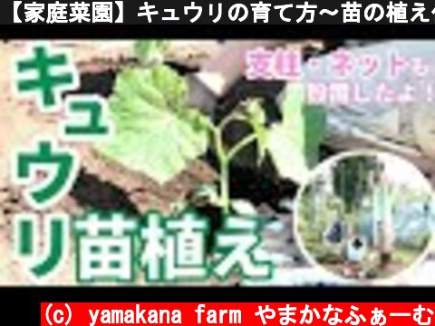 【家庭菜園】キュウリの育て方〜苗の植え付け〜♫支柱・ネットも設置したよ♫  (c) yamakana farm やまかなふぁーむ