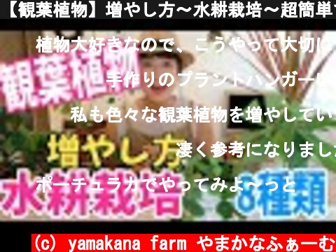 【観葉植物】増やし方〜水耕栽培〜超簡単ですぐ発根【How to propagate Indoor Plants from cuttings in water】  (c) yamakana farm やまかなふぁーむ
