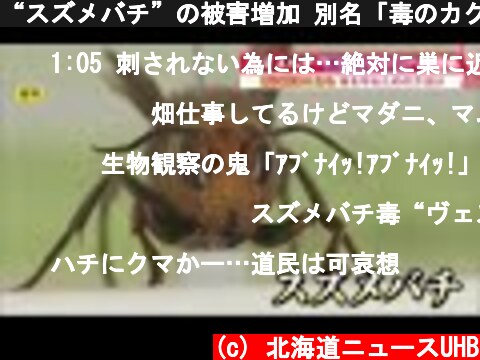 “スズメバチ”の被害増加 別名「毒のカクテル」の恐怖…襲われないためには もし刺されたら (21/08/14 09:10)  (c) 北海道ニュースUHB