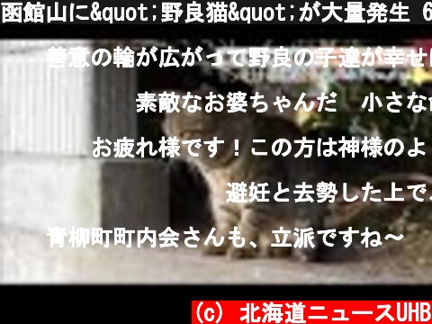 函館山に"野良猫"が大量発生 68歳女性が保護団体を設立した原動力…"28年間"介護した夫との死別 (21/11/06 10:00)  (c) 北海道ニュースUHB