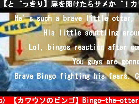【どっきり】扉を開けたらサメが！カワウソのビンゴにドッキリ仕掛けた(Otter Bingo biggest enemy - Shark from Ikea)  (c) 【カワウソのビンゴ】Bingo-the-otter