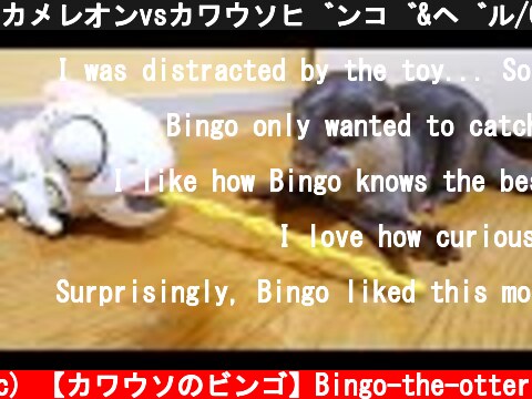 カメレオンvsカワウソビンゴ&ベル/Chameleon VS otter Bingo&Belle  (c) 【カワウソのビンゴ】Bingo-the-otter