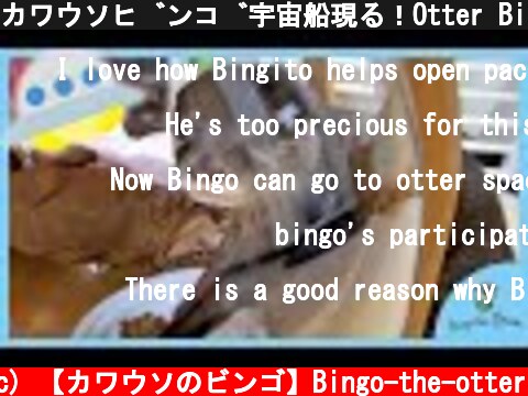 カワウソビンゴ宇宙船現る！Otter Bingo received a space ship!!  (c) 【カワウソのビンゴ】Bingo-the-otter