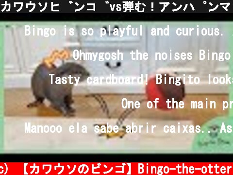 カワウソビンゴvs弾む！アンパンマンボール/Otter Bingo VS Jumping Anpanman ball  (c) 【カワウソのビンゴ】Bingo-the-otter