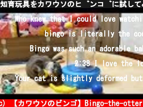 知育玩具をカワウソのビンゴに試してみたら・・(Otter Bingo first try on developmental toy)  (c) 【カワウソのビンゴ】Bingo-the-otter