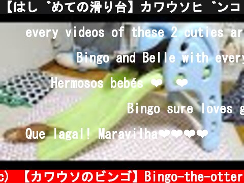 【はじめての滑り台】カワウソビンゴ＆ベル/Indoor slides for otter Bingo&Belle  (c) 【カワウソのビンゴ】Bingo-the-otter