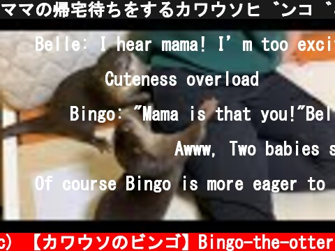 ママの帰宅待ちをするカワウソビンゴ＆ベル｜Otter Bingo & Belle waiting for mama to come home  (c) 【カワウソのビンゴ】Bingo-the-otter