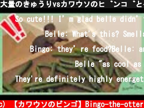 大量のきゅうりvsカワウソのビンゴとベル｜Tons of cucumber vs Otter Bingo&Belle  (c) 【カワウソのビンゴ】Bingo-the-otter