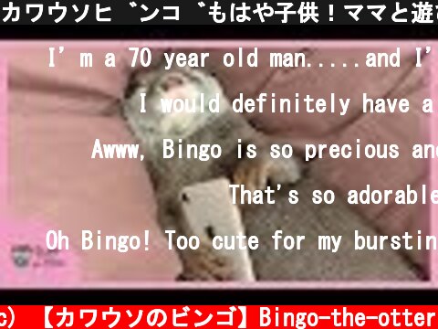 カワウソビンゴもはや子供！ママと遊び爆睡！Otter Bingo fell a slept while playing with mom  (c) 【カワウソのビンゴ】Bingo-the-otter