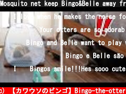 Mosquito net keep Bingo&Belle away from daddy  (c) 【カワウソのビンゴ】Bingo-the-otter