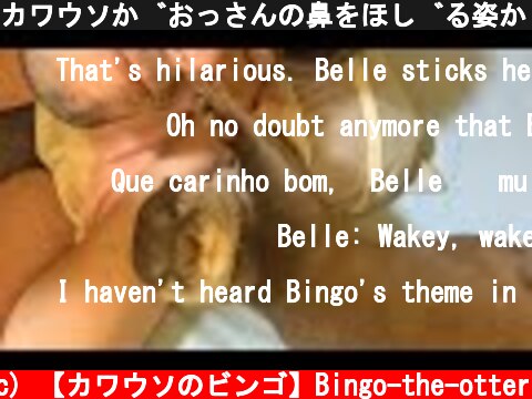 カワウソがおっさんの鼻をほじる姿が可愛い【ビンゴ＆ベル】Cutie nose picker otter Bingo & Belle  (c) 【カワウソのビンゴ】Bingo-the-otter
