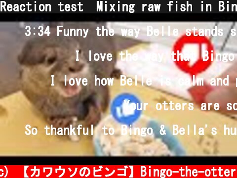 Reaction test  Mixing raw fish in Bingo’s meal  (c) 【カワウソのビンゴ】Bingo-the-otter