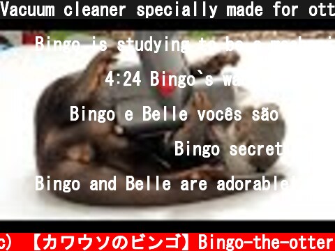 Vacuum cleaner specially made for otter Bingo&Belle  (c) 【カワウソのビンゴ】Bingo-the-otter
