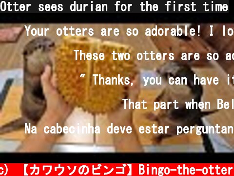 Otter sees durian for the first time  (c) 【カワウソのビンゴ】Bingo-the-otter