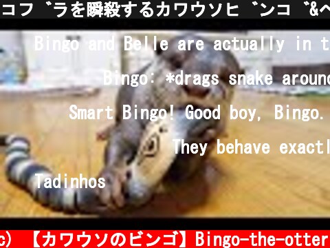 コブラを瞬殺するカワウソビンゴ&ベル/Otter Bingo&Belle the cobra snake hunter  (c) 【カワウソのビンゴ】Bingo-the-otter