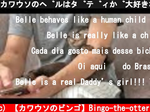 カワウソのベルはダディが大好きなようだよ｜Belle is a daddy girl Otter Bingo&Belle  (c) 【カワウソのビンゴ】Bingo-the-otter
