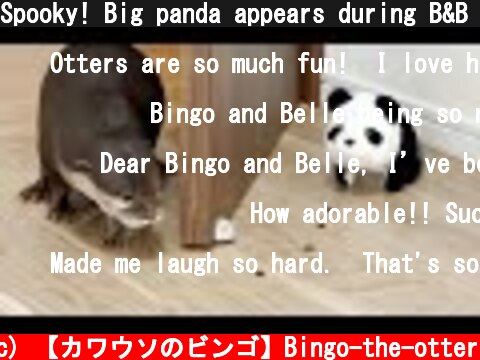 Spooky! Big panda appears during B&B snack time  (c) 【カワウソのビンゴ】Bingo-the-otter