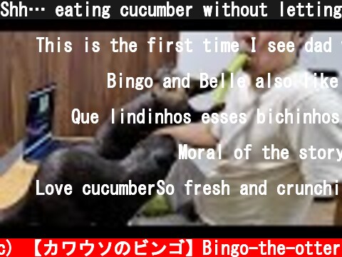 Shh… eating cucumber without letting Bingo&Belle know  (c) 【カワウソのビンゴ】Bingo-the-otter