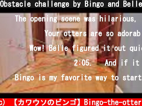 Obstacle challenge by Bingo and Belle  (c) 【カワウソのビンゴ】Bingo-the-otter