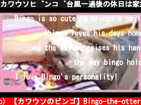 カワウソビンゴ台風一過後の休日は家族仲良く家で遊びます！Otter Bingo having precious time with mom&dad  (c) 【カワウソのビンゴ】Bingo-the-otter