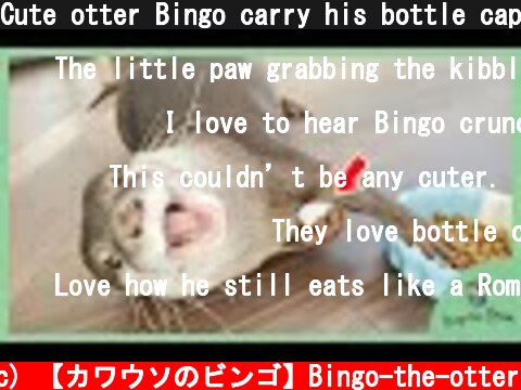 Cute otter Bingo carry his bottle cap everywhere  (c) 【カワウソのビンゴ】Bingo-the-otter