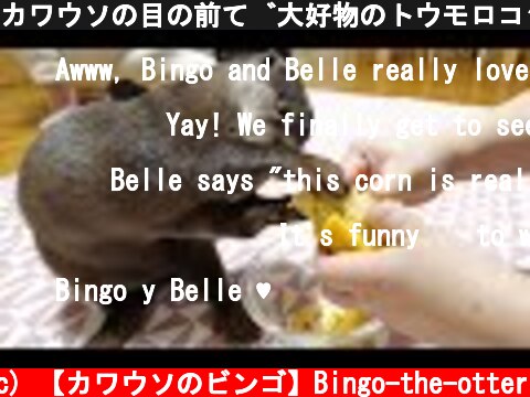 カワウソの目の前で大好物のトウモロコシをむく！カワウソビンゴ&ベル/Otter Bingo&Belle addicted to corn  (c) 【カワウソのビンゴ】Bingo-the-otter