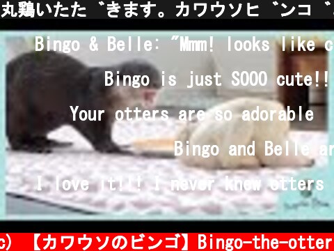 丸鶏いただきます。カワウソビンゴとベル｜A boiled whole chicken for otter Bingo&Belle  (c) 【カワウソのビンゴ】Bingo-the-otter