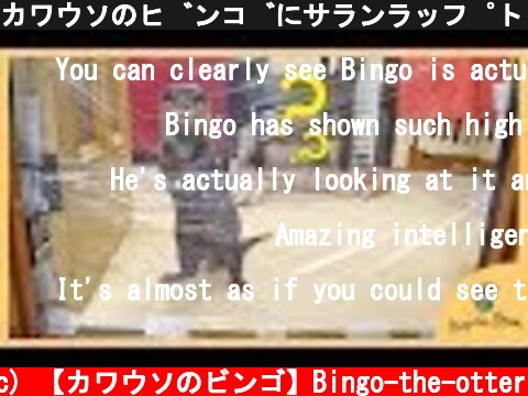カワウソのビンゴにサランラップドッキリしかけてみた/Prank Otter Bingo with plastic wrap  (c) 【カワウソのビンゴ】Bingo-the-otter