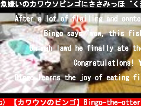 魚嫌いのカワウソビンゴにささみっぽく茹でて騙してみた/Fooling otter Bingo to eat fish - otter Bingo&Belle  (c) 【カワウソのビンゴ】Bingo-the-otter