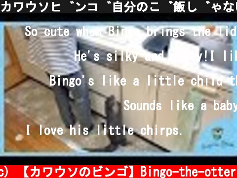 カワウソビンゴ自分のご飯じゃないと拗ねる！Otter Bingo gets sulky if the food is not his  (c) 【カワウソのビンゴ】Bingo-the-otter