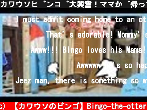 カワウソビンゴ大興奮！ママが帰ってきたど〜Otter Bingo over excited seeing mom came home  (c) 【カワウソのビンゴ】Bingo-the-otter
