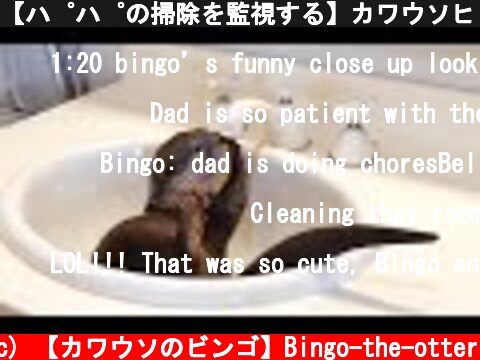 【パパの掃除を監視する】カワウソビンゴ＆ベル/Otter Bingo&Belle supervising dad doing housework  (c) 【カワウソのビンゴ】Bingo-the-otter