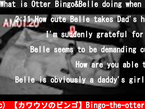 What is Otter Bingo&Belle doing when daddy is asleep  (c) 【カワウソのビンゴ】Bingo-the-otter